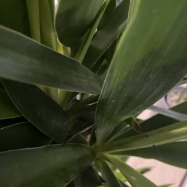 Yucca, yellow leaves and black tips ARM EN Community
