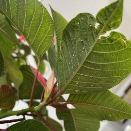 Indoor Ornamental Plants, whitefly attack ARM EN Community