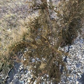 Thuja, they have weed foil, stone and drip irrigation hose – still not green in winter ARM EN Community