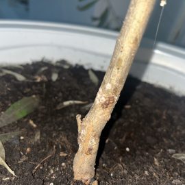 Olive tree, brown lesions on the stem – scale insects ARM EN Community