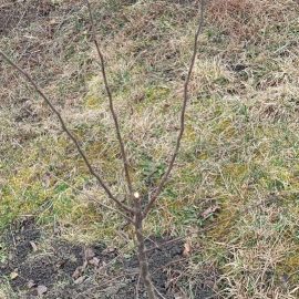 Quince tree, dry stump ARM EN Community