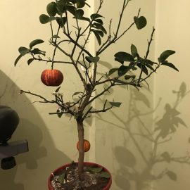 Citrus Sinensis (sweet orange) – its leaves are falling more and more ARM EN Community