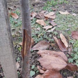 Plum tree, cracked bark at the base ARM EN Community