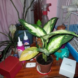 Dieffenbachia, yellow leaves a few weeks after the purchase ARM EN Community