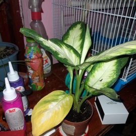 Dieffenbachia, yellow leaves a few weeks after the purchase ARM EN Community
