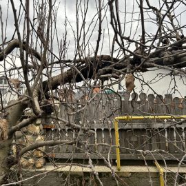 Apple tree, treatments against powdery mildew, abnormally grown branches ARM EN Community