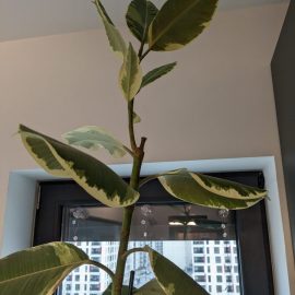Ficus, leaves with dry edges and white spots on their underside ARM EN Community