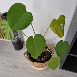 Monstera, yellow leaves and roots that are coming out of the pot ARM EN Community
