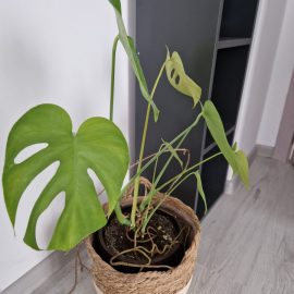 Monstera, yellow leaves and roots that are coming out of the pot ARM EN Community