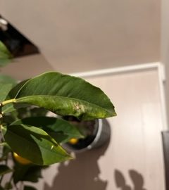 Citrus, lemon tree with twisted and spotted leaves ARM EN Community