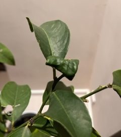 Citrus, lemon tree with twisted and spotted leaves ARM EN Community