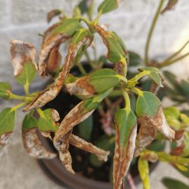 Rhododendron, dry leaves ARM EN Community