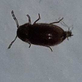 Pest Control, identifying these insects on my walls ARM EN Community