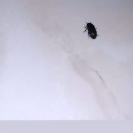 Pest Control, beetles in the living room and bedroom ARM EN Community