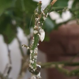 Citrus, attack of scale insects ARM EN Community