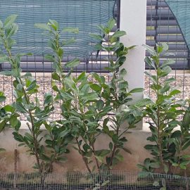 Cherry laurel, Prunus laurocerasus Rotundifolia – spring treatment ARM EN Community