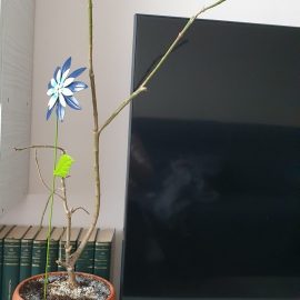 Oleander, it has run out of leaves ARM EN Community