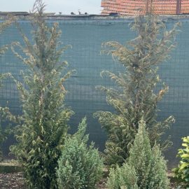 Coniferous trees and shrubs, planted in November 2023, drying out ARM EN Community