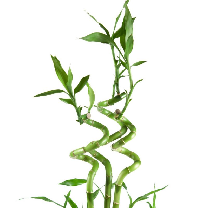 Lucky bamboo, information, and care tips