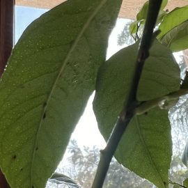 Lemon tree, scale insects and honeydew on the leaves ARM EN Community