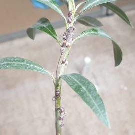 Oleander, large scale insects on the stem and leaves ARM EN Community