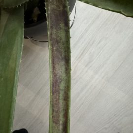 Aloe, black spots on the leaves ARM EN Community