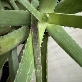 Aloe, black spots on the leaves ARM EN Community