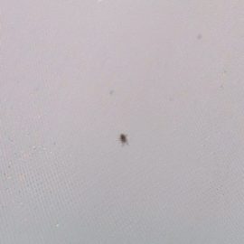 Pest Control, very small bugs on the bed ARM EN Community