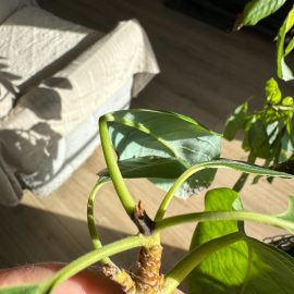 Avocado, shoots with brown tips ARM EN Community