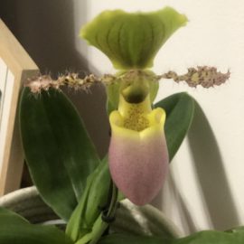 Paphiopedilum orchid care tips ARM EN Community