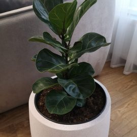 Ficus, leaves that are starting to have spots ARM EN Community