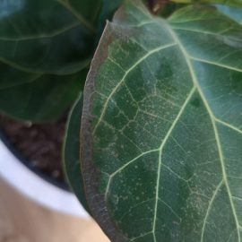 Ficus, leaves that are starting to have spots ARM EN Community