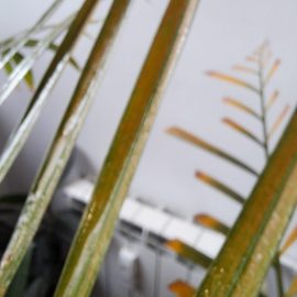 Palm tree, brown spots on the stems and dry leaves ARM EN Community