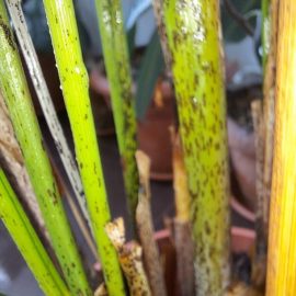 Palm tree, brown spots on the stems and dry leaves ARM EN Community