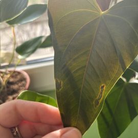 Anthurium, leaves with brown spots ARM EN Community