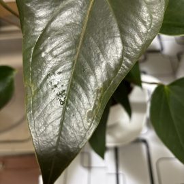 Anthurium, leaves with brown spots ARM EN Community