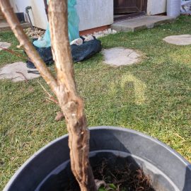 Maple tree, cracked, dried and peeled bark ARM EN Community