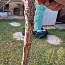 Maple tree, cracked, dried and peeled bark ARM EN Community