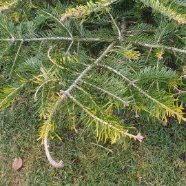 Fir tree, the tips of the branches turn yellow and fall off ARM EN Community