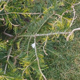 Fir tree, the tips of the branches turn yellow and fall off ARM EN Community