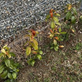 Cherry laurel, dry and yellowed leaves ARM EN Community
