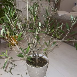 Olive tree, leaf fall, dry and black leaves ARM EN Community