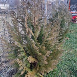 Cypress, Chamaecyparis columnaris – their color has turned yellowish-green ARM EN Community
