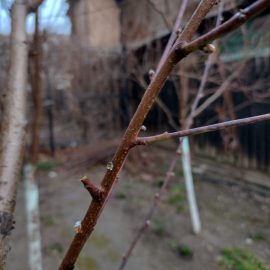 Peach trees, covered with glue ARM EN Community