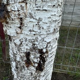 Cherry tree, cracks with sap on the trunk ARM EN Community