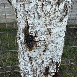 Cherry tree, cracks with sap on the trunk ARM EN Community