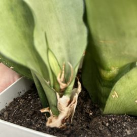 Sansevieria, New dry growths and the presence of fungi (I think) ARM EN Community