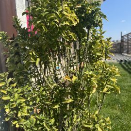 Euonymus, yellowing leaves and pest attack ARM EN Community