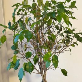 Ficus bejamina, excessive leaf drop, including the young ones ARM EN Community