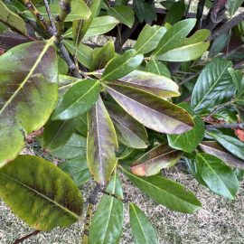 Cherry laurel, copper leaves, change of color ARM EN Community